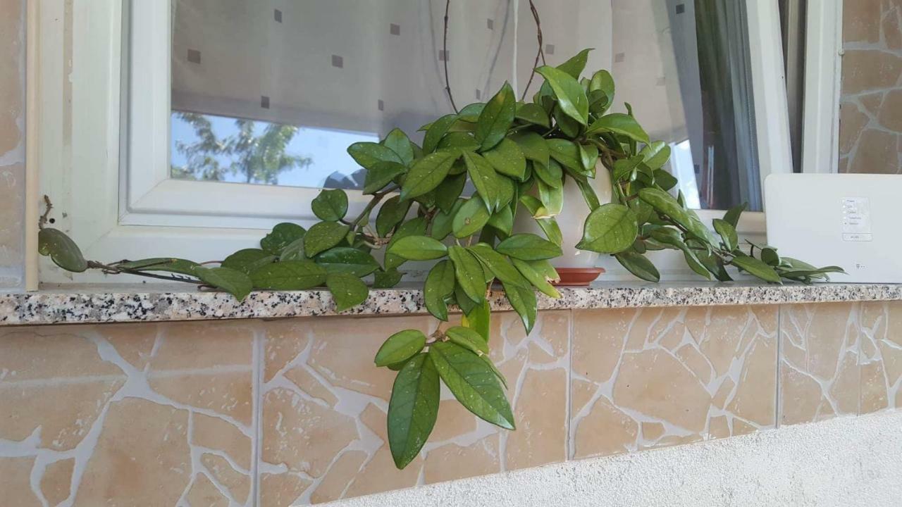 Apartment Goran&Nela Umag Bagian luar foto